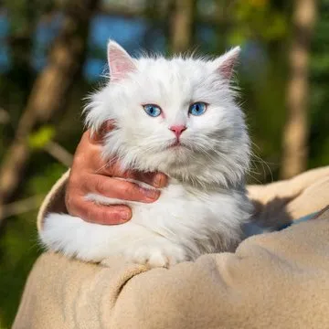 大富彩票 App 界面